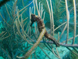 Long Snout Seahorse IMG 5914